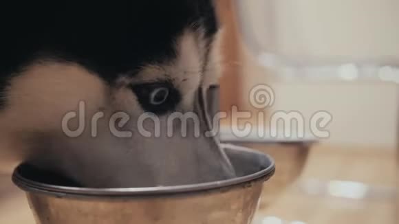 把黑白两色西伯利亚哈士奇和蓝眼睛狗吃东西视频的预览图