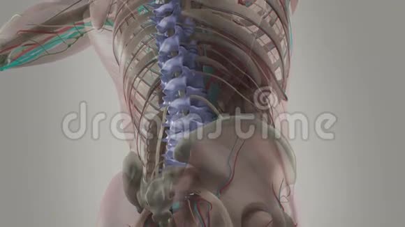 人体解剖动画显示背部脊柱和颈部视频的预览图