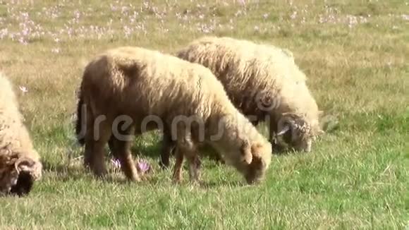 在繁花似锦的牧场放牧的绵羊视频的预览图