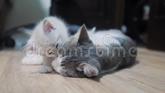 小猫咬妈妈猫的耳朵小猫舔猫小可爱的小猫睡在猫妈妈旁边猫家庭护理视频的预览图
