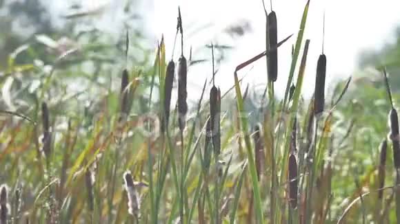 在秋日湖畔的芦苇植物视频的预览图