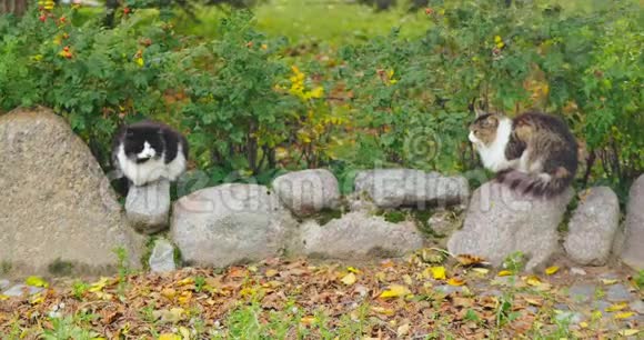 两只可爱的毛茸茸的小猫坐在岩石上视频的预览图
