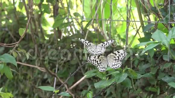 在热带森林的叶子上休息的马拉巴树若虫视频的预览图