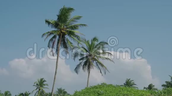绿棕树与椰子果实在印度对抗蓝天4K视频的预览图