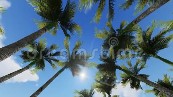 棕榈树顶着蓝天视频的预览图