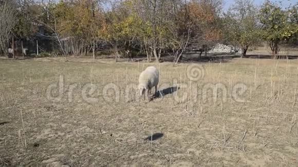 羊去牧场放牧一群羊视频的预览图