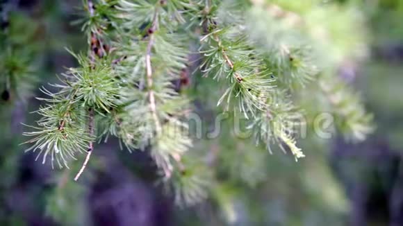 特写自然美丽的云杉枝条库存录像夏季多云杉树绿枝美丽视频的预览图