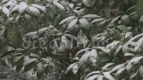 冬天用篱笆覆盖杜鹃花的雪视频的预览图