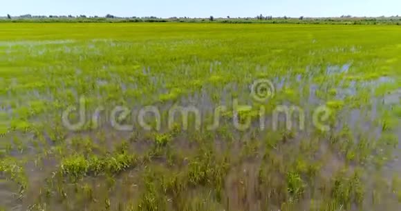 水稻种植绿田景观视频的预览图
