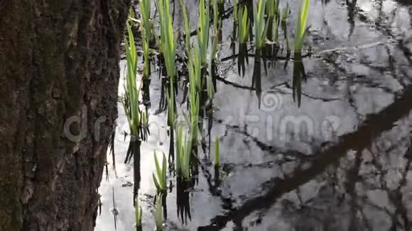 春天森林溪流上的第一片绿地视频的预览图