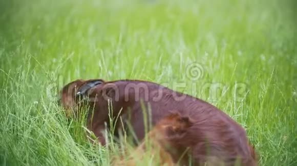 这只狗爱尔兰人躺在夏季公园的草地上视频的预览图