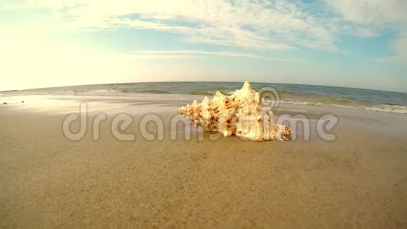 海滩上的巨大青蛙壳视频的预览图