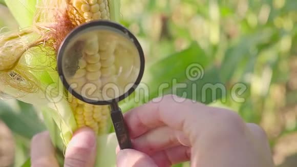 农民用放大镜近距离观察有机农田甜玉米害虫视频的预览图