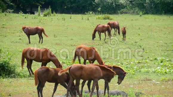晴天在森林附近的绿色草地上放牧的马牧马在牧场上吃草农场动物吃绿色草视频的预览图