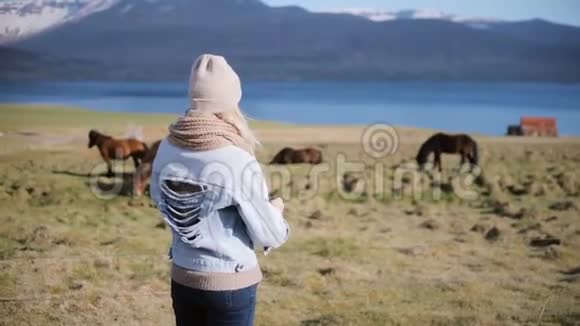 年轻时尚的女人站在大自然上看着冰岛马在田野上放牧视频的预览图