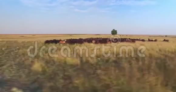 用无人驾驶飞机拍摄乌克兰草原和羊群的影像视频的预览图