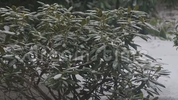 冬天杜鹃花丛上下着浅雪视频的预览图