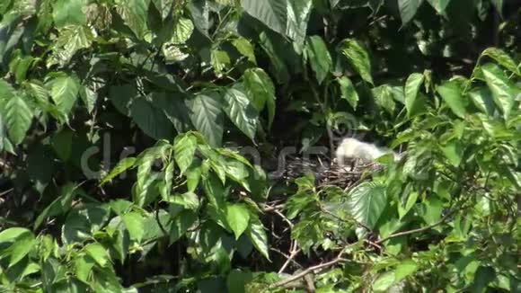 4K白鸟白鹭鸟加泽塔照顾树上的巢和雏鸟视频的预览图