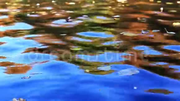 黄秋叶在水背景上分离视频的预览图