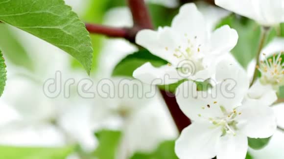 4K录像苹果花有粉色和白色花朵的树视频的预览图