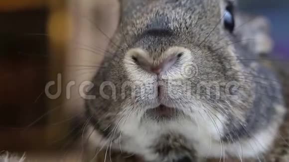 小灰兔抽动鼻子特写视频的预览图