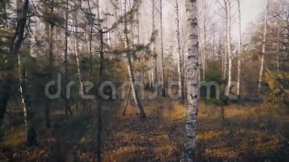 森林背景轨迹中的秋树视频的预览图
