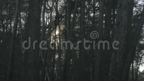 夕阳日出剪影松树林视频的预览图