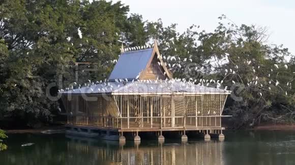 海鸥和亚洲鸟坐在湖上的木屋泰国亚洲视频的预览图