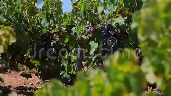 农场葡萄园的葡萄视频的预览图