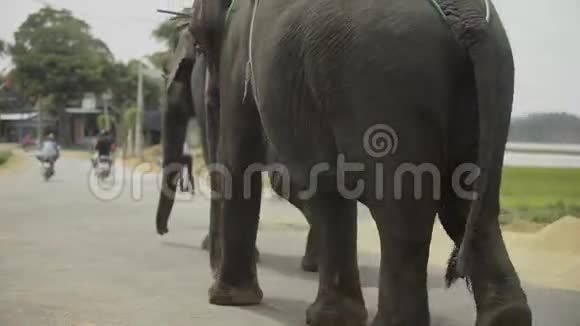 三只大象走路视频的预览图