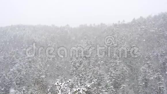 一场暴风雪正在刮风秋天的傍晚在森林缓慢的背景下下雪视频的预览图