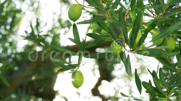 橄榄树枝和太阳光视频的预览图