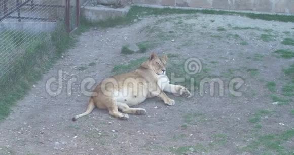 有趣的母狮在地上休息视频的预览图