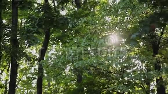 阳光透过公园的树木阳光刺眼视频的预览图