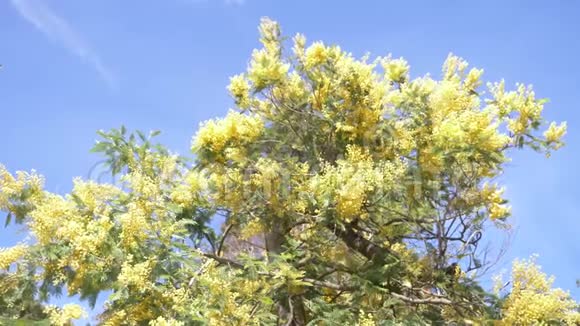 含羞草春花复活节背景在蓝天上绽放含羞草树4k慢动作视频的预览图