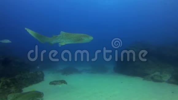斑马鲨或豹鲨和鱼学校碧海美丽的地毯鲨鱼视频的预览图