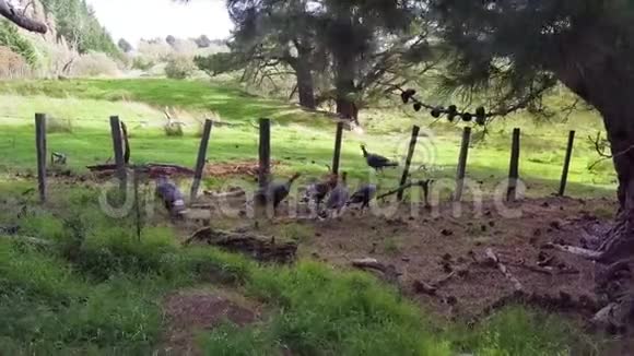 野火鸡穿越乡村4k视频的预览图