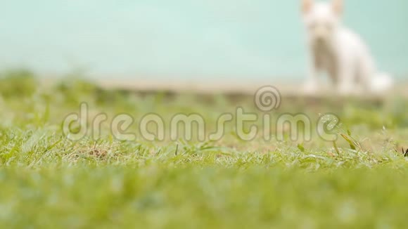 这只亚洲白瘦的小猫在草地上奔跑慢动作视频的预览图