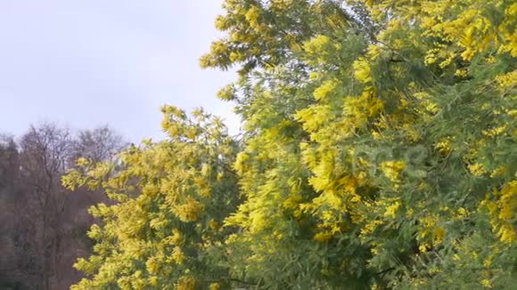 含羞草春花复活节背景在天空中绽放含羞草树4k慢动作视频的预览图