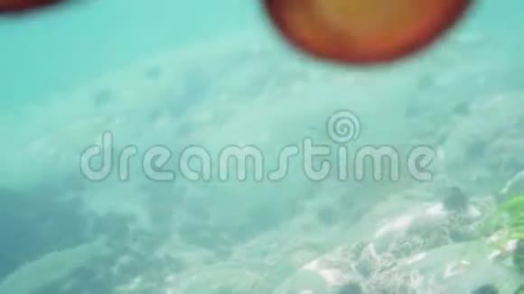 潜水和水下摄影章鱼在水下的自然栖息地视频的预览图