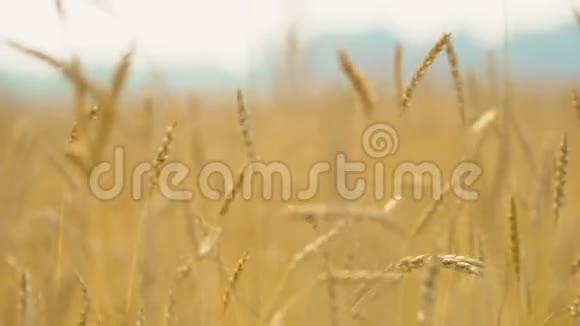 日落时麦田里的黄大麦植物视频的预览图