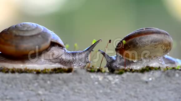 两只蜗牛在墙上相遇展现爱的概念视频的预览图