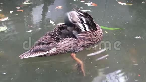 马拉德鸭鸭嘴兽在池塘下翅视频的预览图