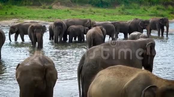 一群动物在大自然中大象在炎热的夏天喝凉水视频的预览图