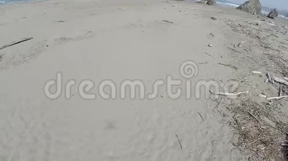 用漂流的木狗和人在沙滩上的无人机拍摄视频的预览图