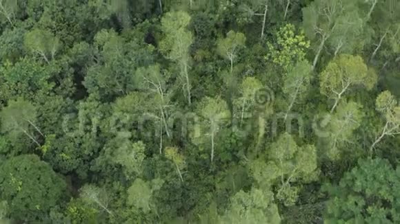 在乡村风景中飞越美丽的绿色森林山视频的预览图