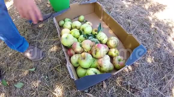 男人把苹果放进花园的盒子里视频的预览图