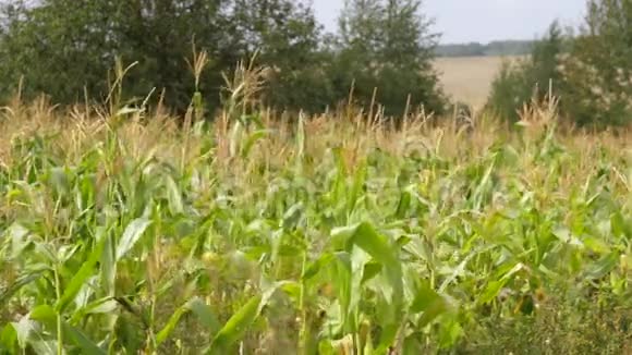 玉米熟田风中农作物的栽培视频的预览图