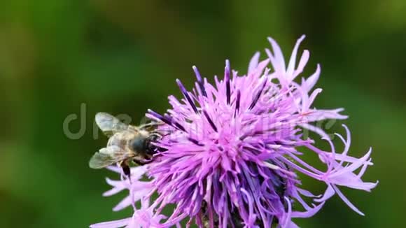 蜜蜂从蓟花中提取花蜜视频的预览图