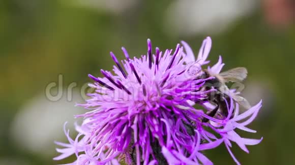蜜蜂采蓟花蜜视频的预览图